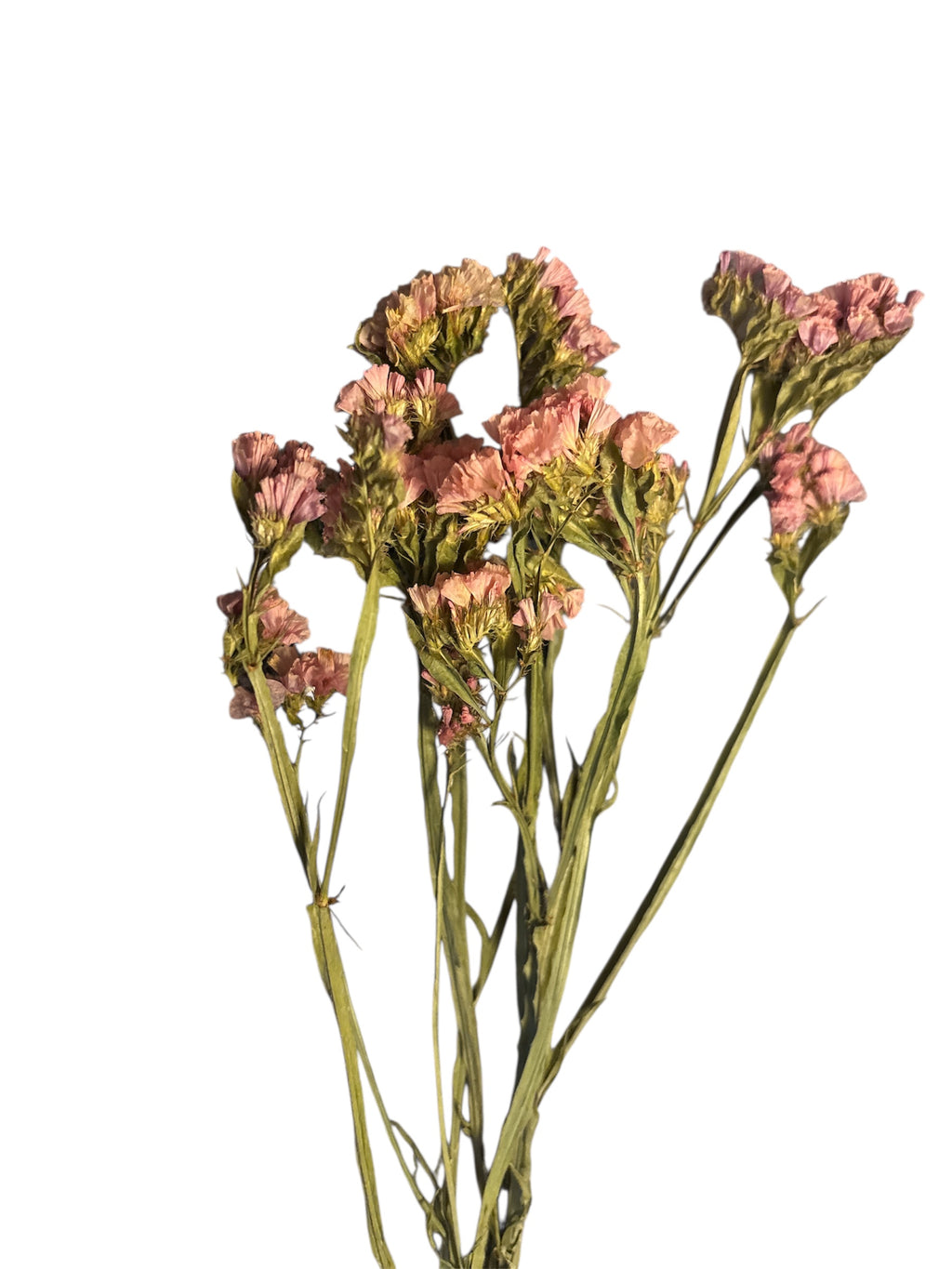 Salmon Statice Flowers