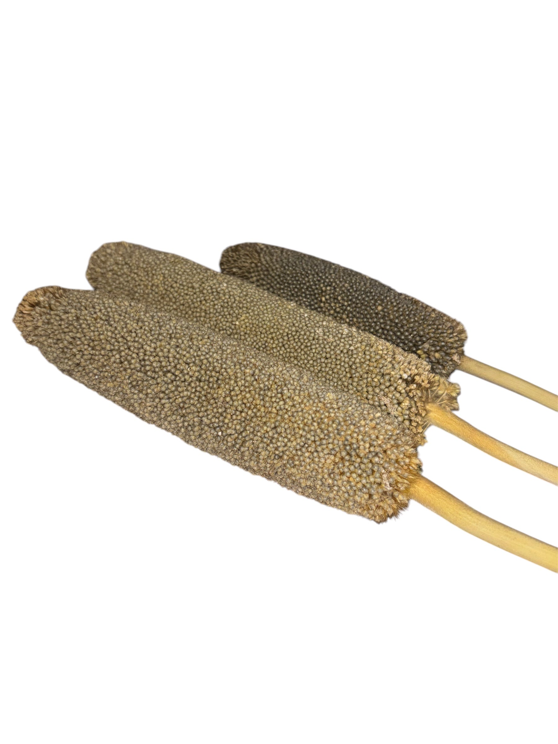 Pearl Millet