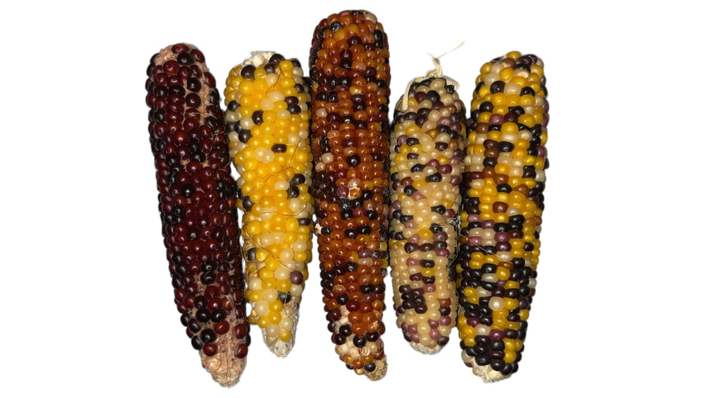 Corn Cobs