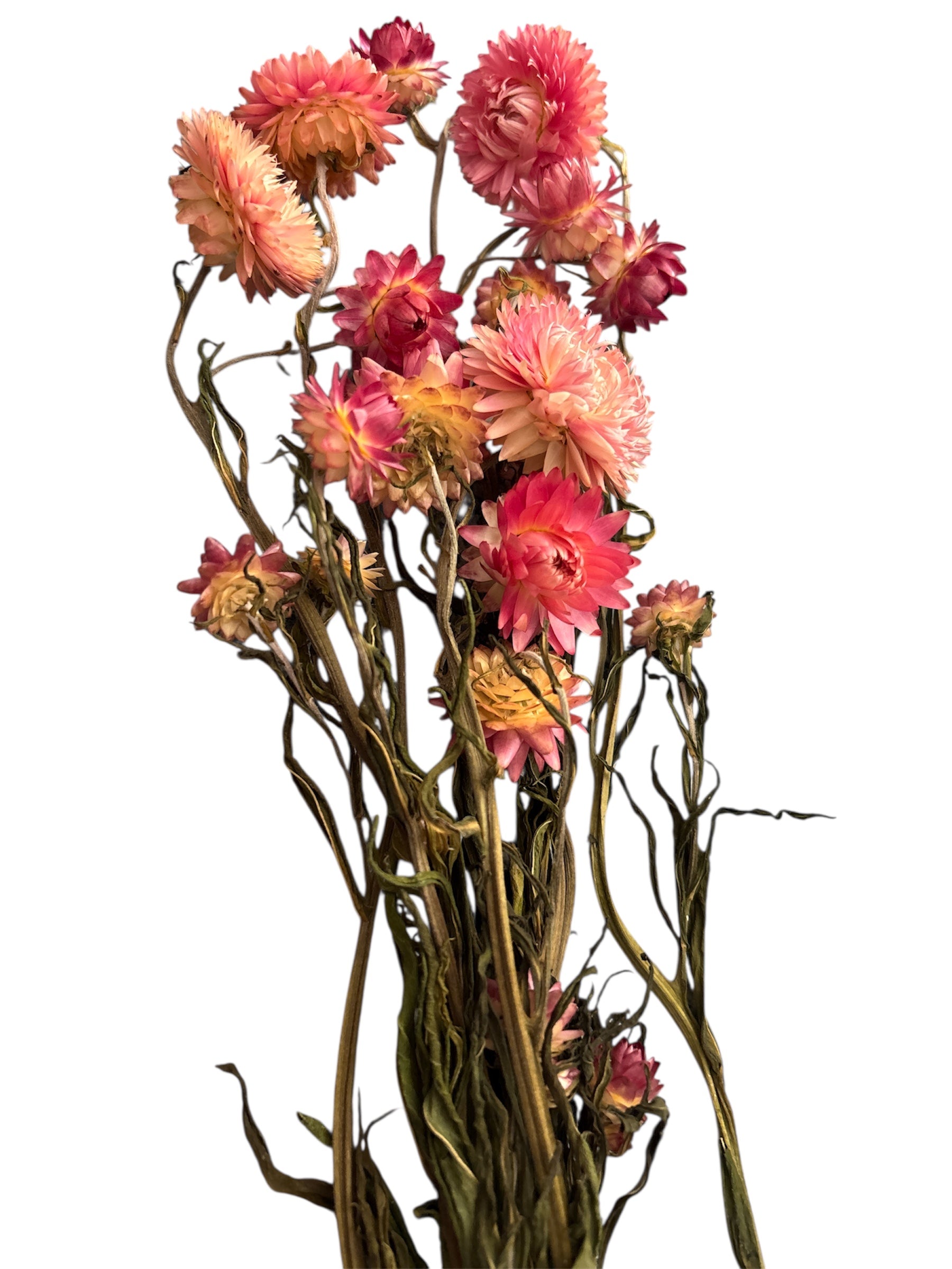 Strawflowers- Pink