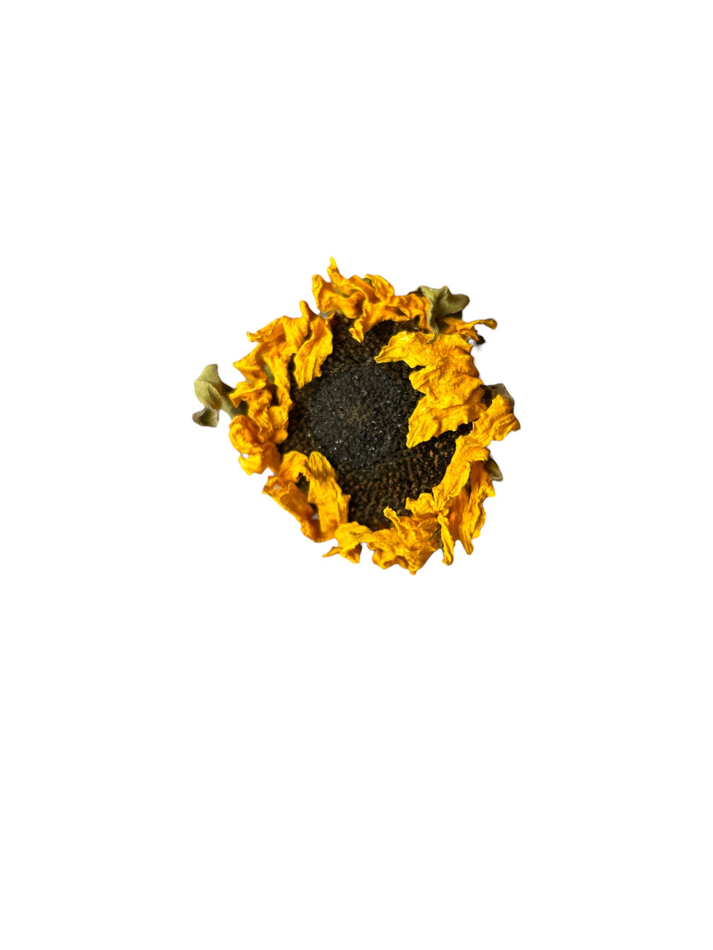 Small Sunflower