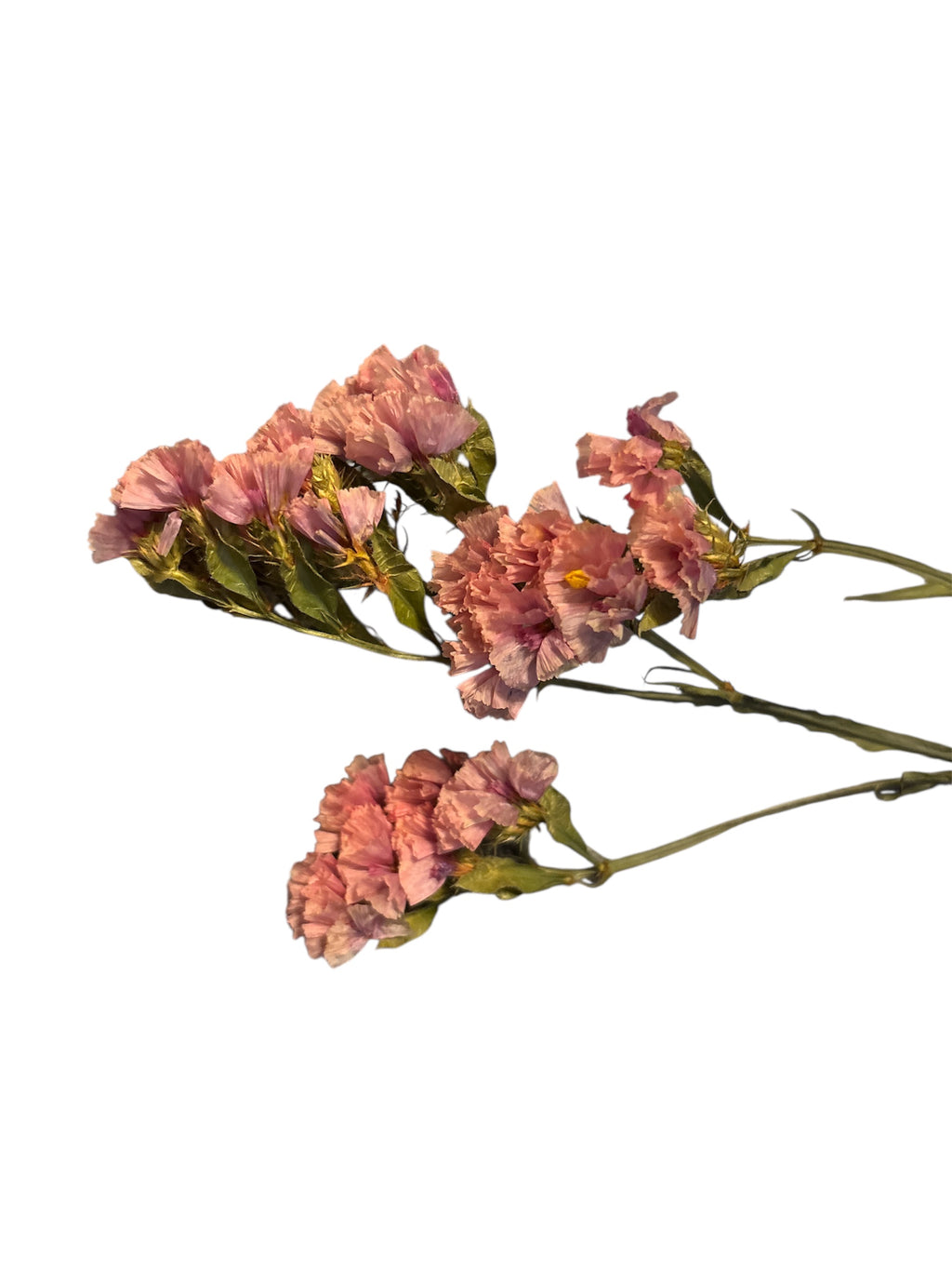 Salmon Statice Flowers