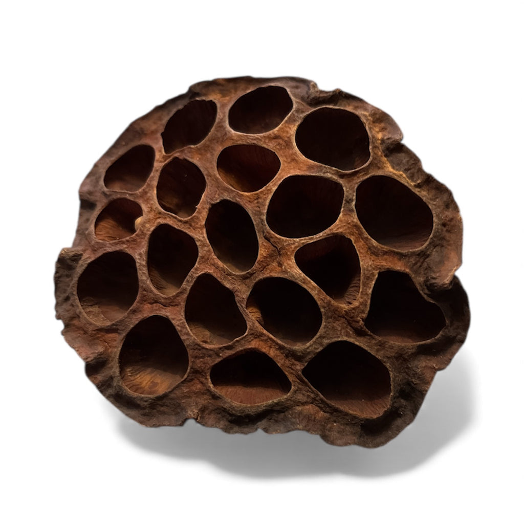 Lotus Head- Large