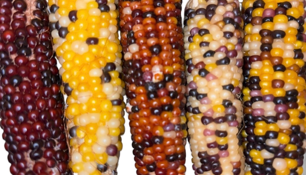 Corn Cobs