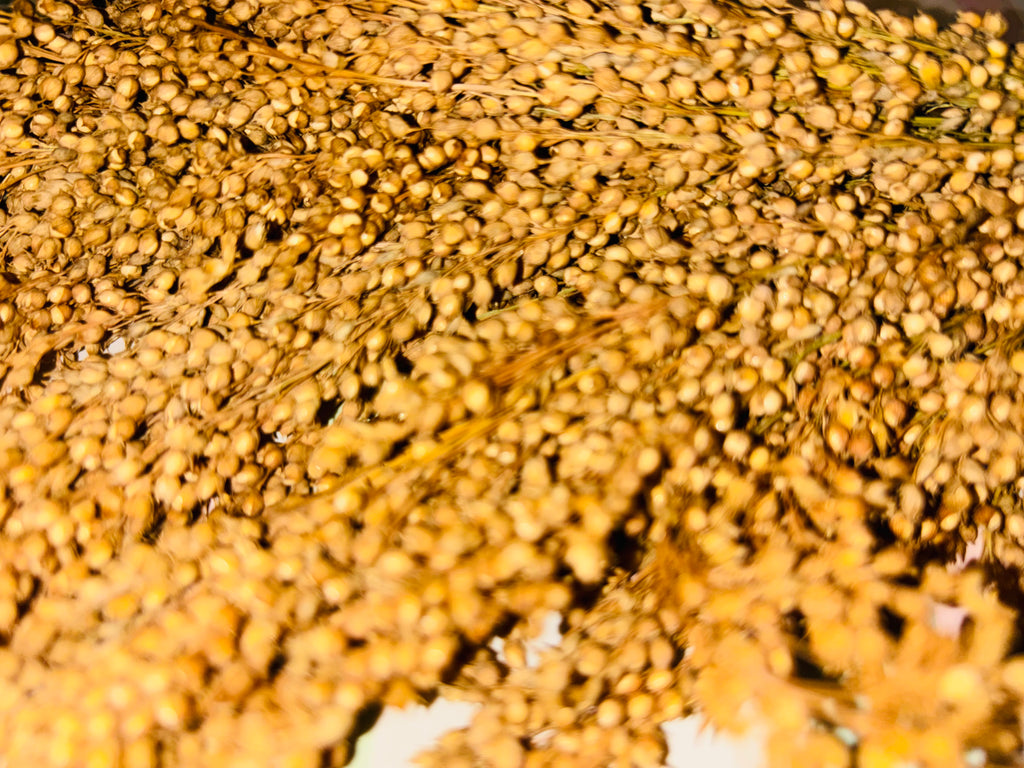 Panicle Millet- Silver