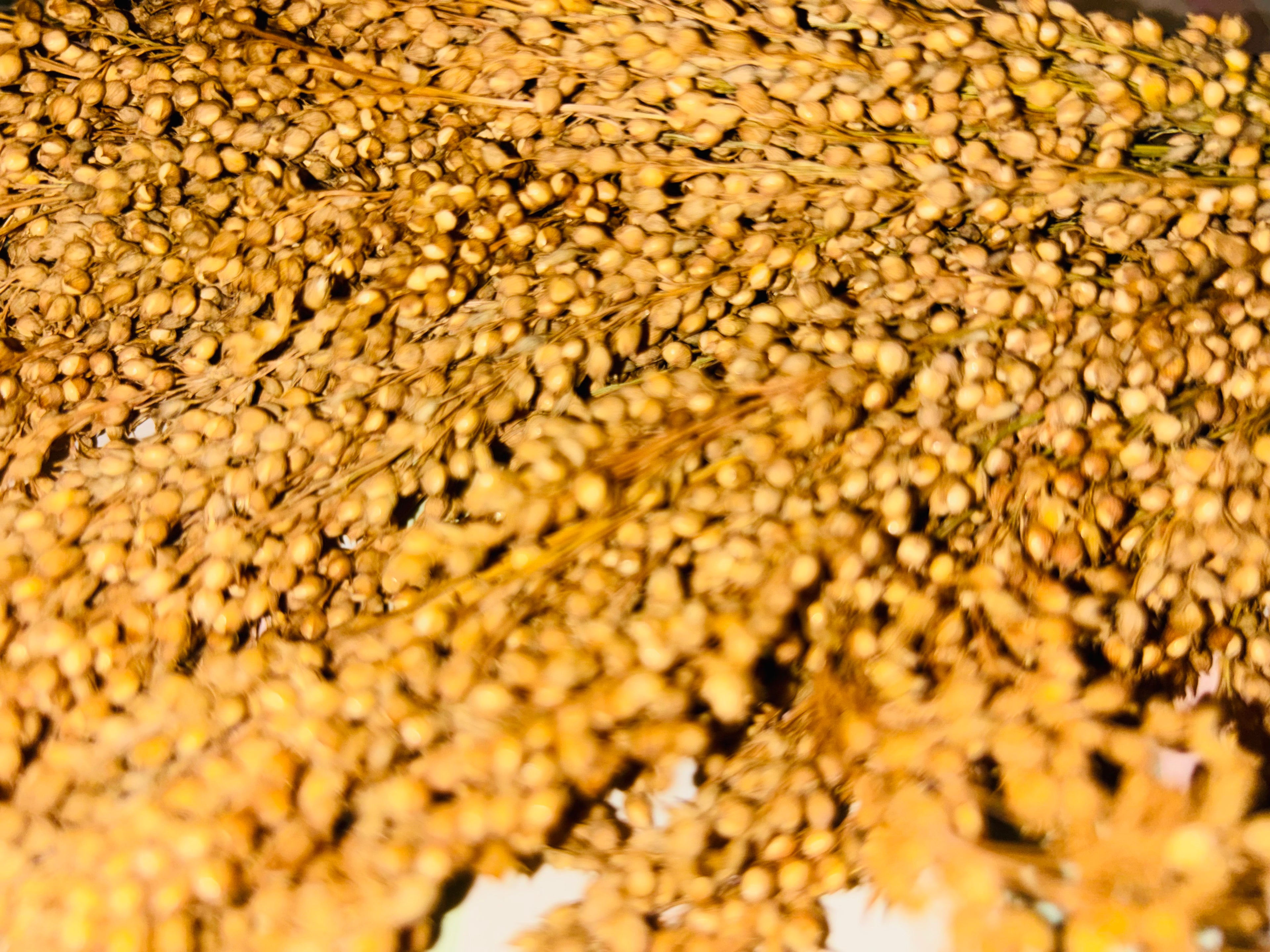 Panicle Millet- Silver