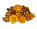 Strawflower Head Forage | Orange & Yellow