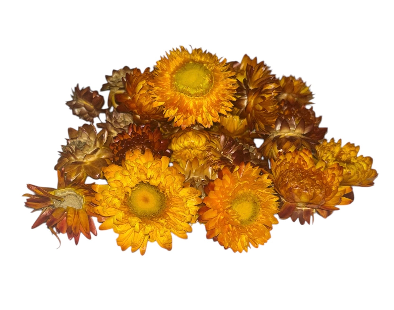 Strawflower Head Forage | Orange & Yellow