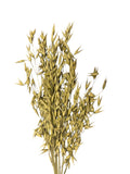Oat