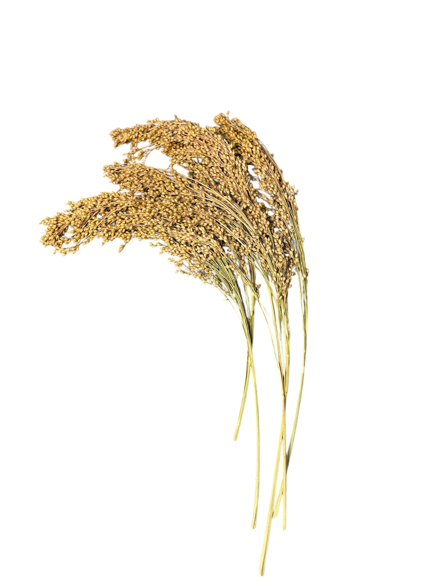 Panicle Millet