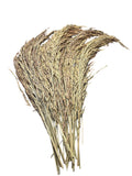 Delicha
