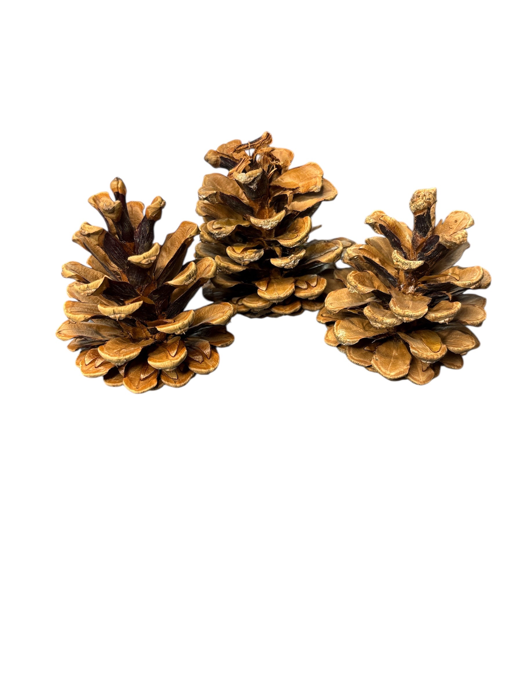 Pine cones