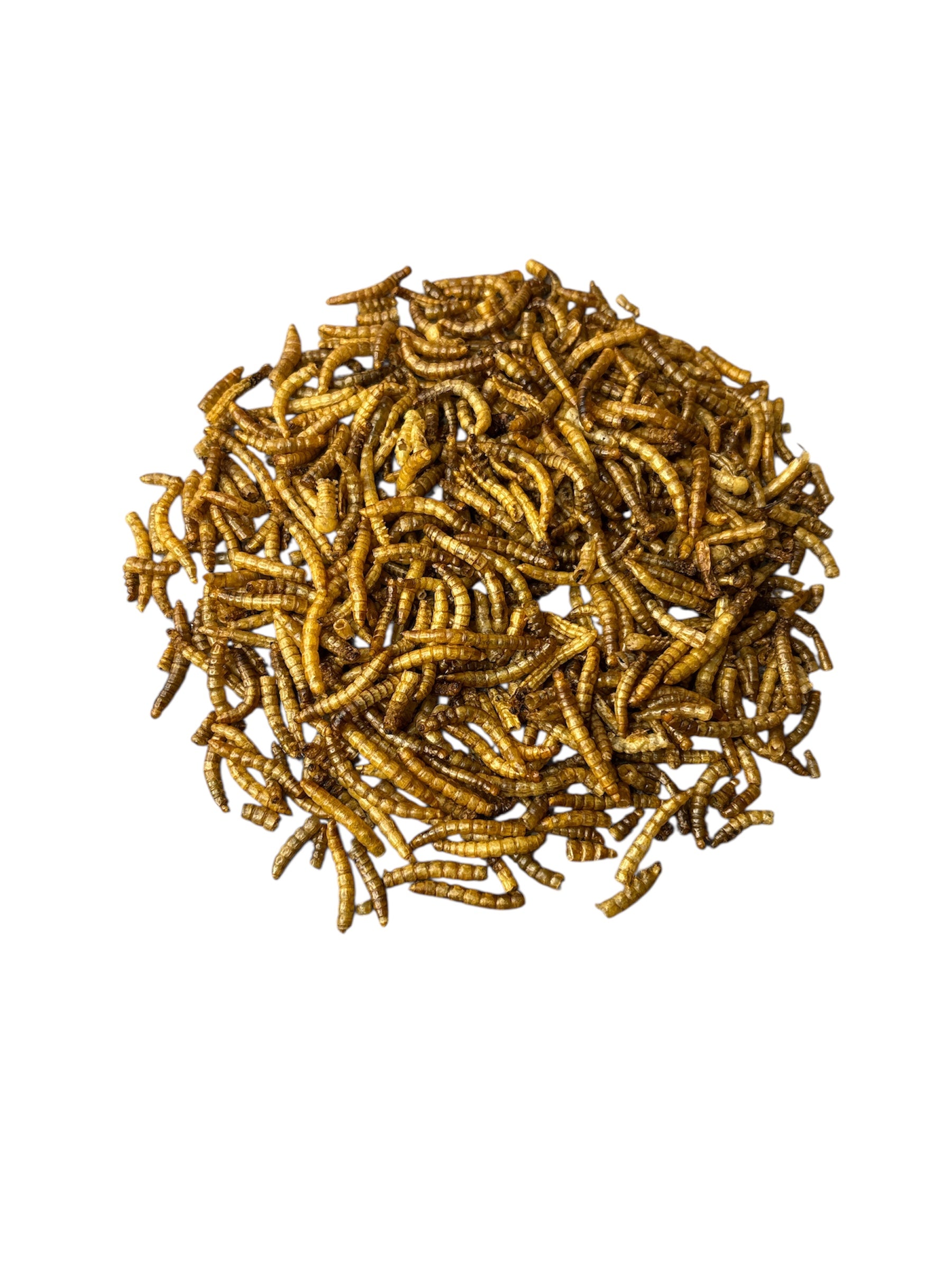Dried Mealworms