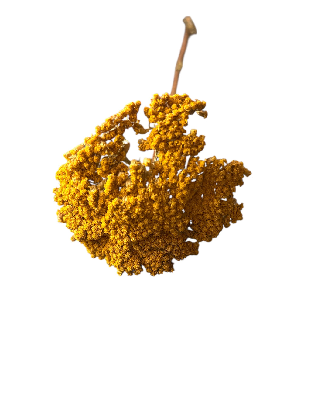 Yarrow