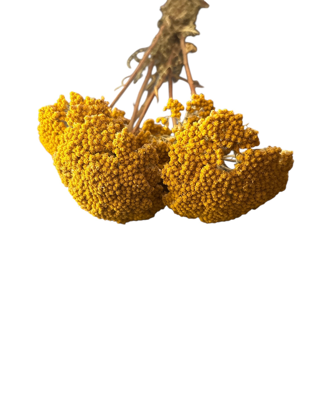 Yarrow