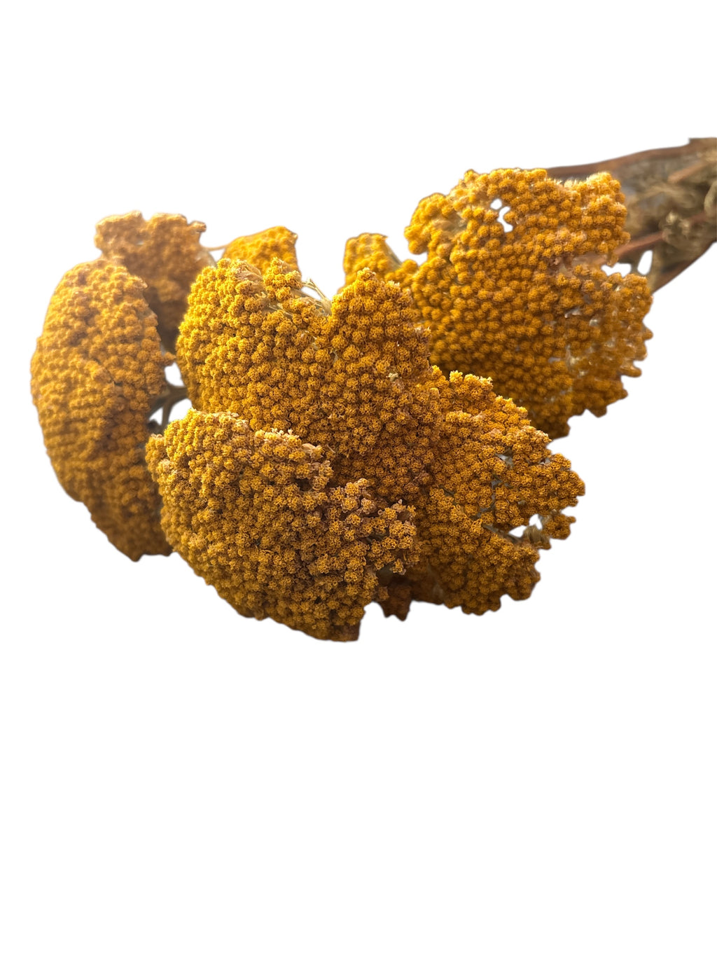 Yarrow