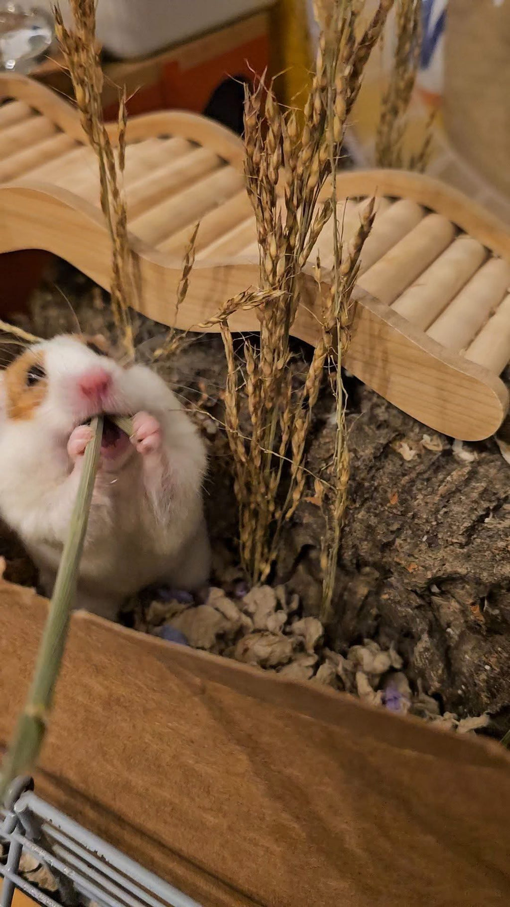 Oat