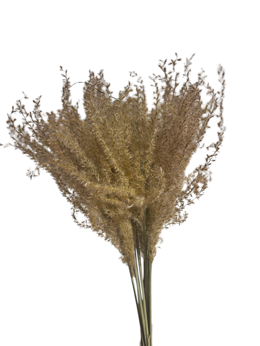Reed Grass