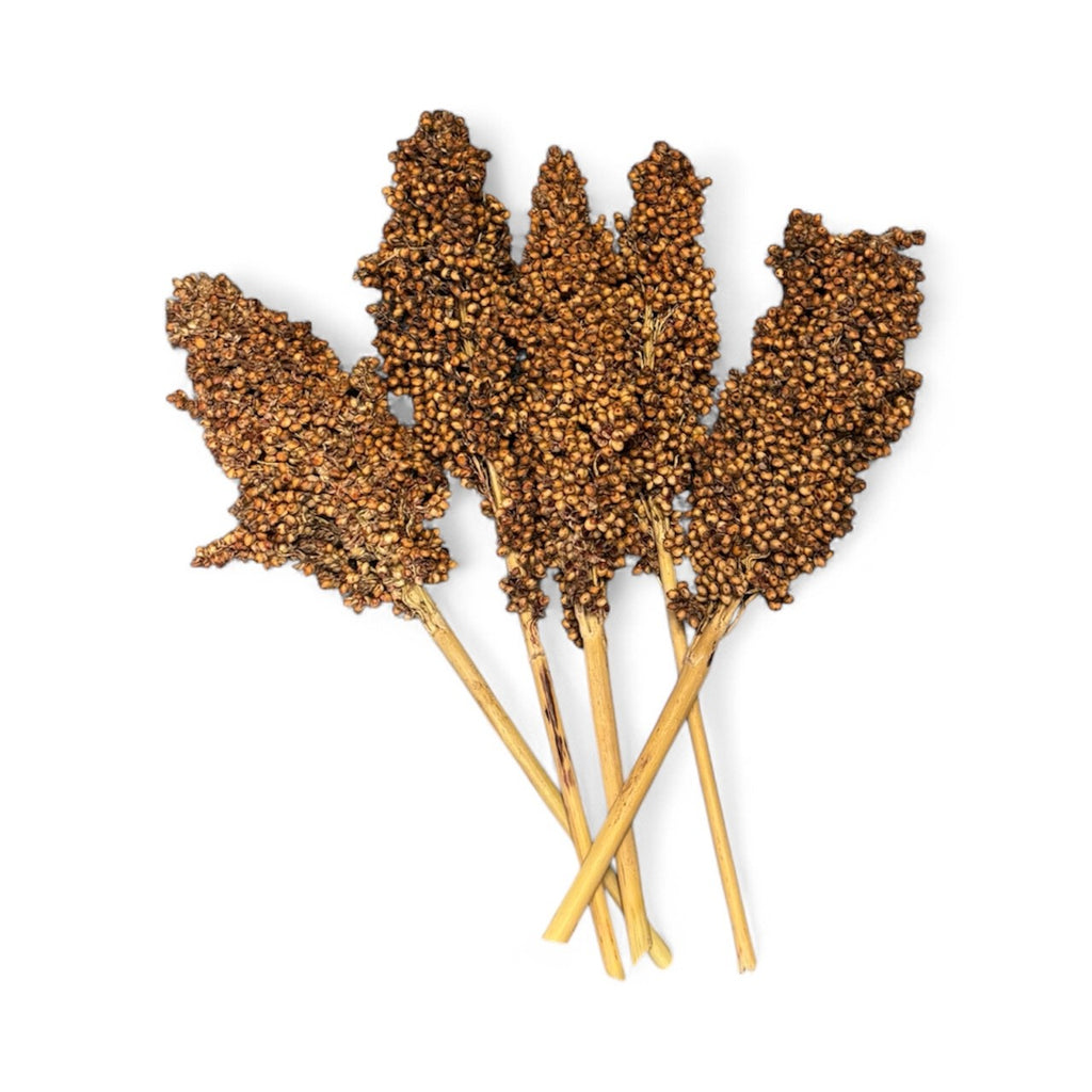 White Sorghum